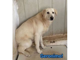 GERONIMO imprigionato senza colpa CANE IN ADOZIONE