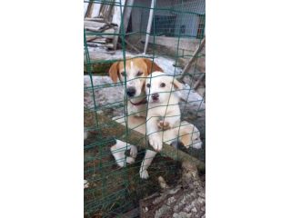 Kubra 6anni i suoi cuccioli partiti x lei nessuna richiesta SOS ABRUZZO