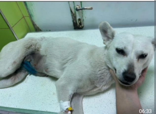Patty 2/3anni kg10 NATA IN 1TERRA OSTILE AGLI ANIMALI!!!URGENTE - Foto 2