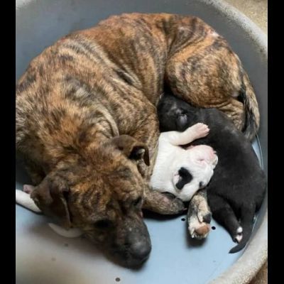KARIN E I SUOI CUCCIOLI KURT E KELLY, CANI IN ADOZIONE