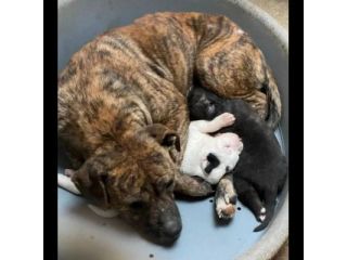 KARIN E I SUOI CUCCIOLI KURT E KELLY,  CANI IN ADOZIONE