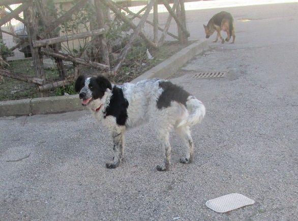 BLONDIE E BILLY, cuccioli gioiosi - Foto 4