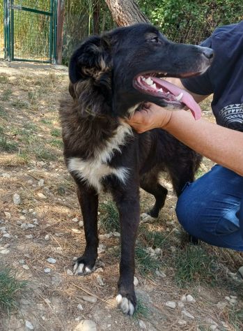 Tyson 9 mesi mix border collie - Foto 2