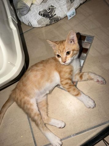 ECLISSI - gattina di 2 mesi - Foto 2
