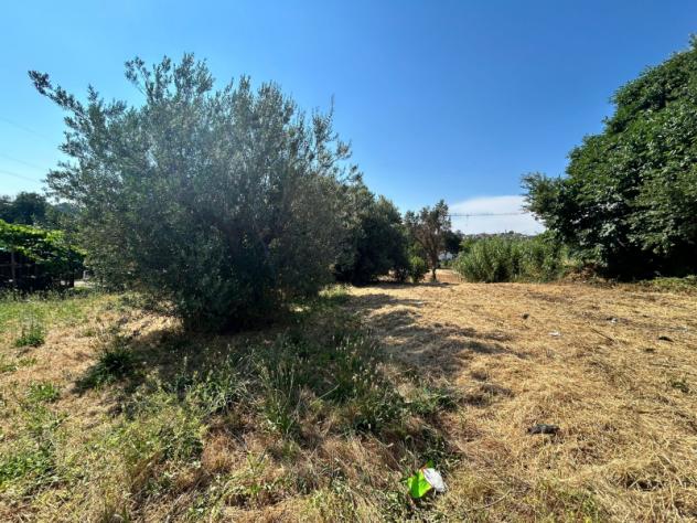 Agricolo in Vicolo Sant'Antonio in Canepine