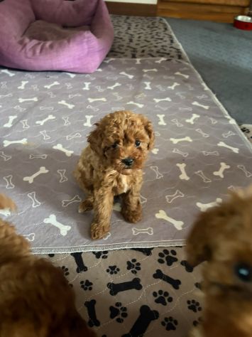 Cuccioli Barboncino Toy - Foto 2