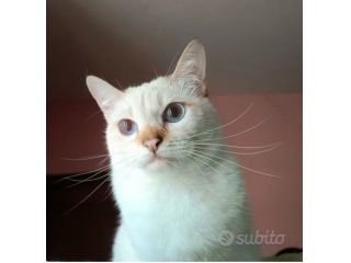 Disponibile Micina Thai - Siamese Tradizionale