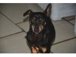 DUSTIN, cane da guardia e difesa in miniatura