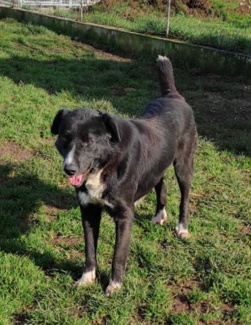 BENNY DOLCE E RISERVATO CAGNOLINO IN ADOZIONE - Foto 6