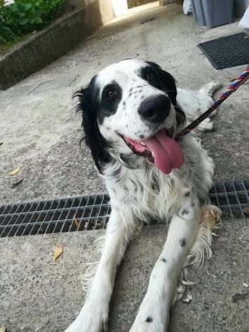 CEDRIC, SETTER INGLESE, UNA MERAVIGLIA CHE CERCA CASA, CANE IN ADOZIONE - Foto 5