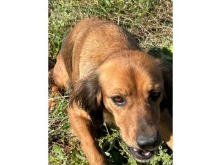 Aky un meraviglioso cagnolino