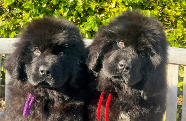 Bellissimi cuccioli di Terranova