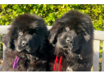 Bellissimi cuccioli di Terranova