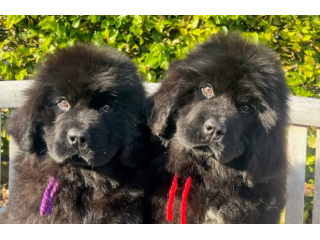 Bellissimi cuccioli di Terranova
