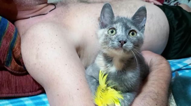 ZELDA, tenera gattina da adottare! - Foto 3