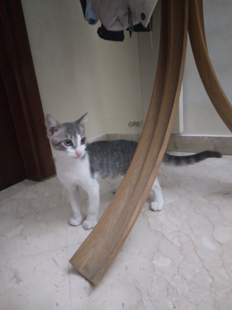 Gatti - Foto 6