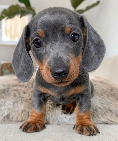 BASSOTTO NANO TEDESCO CUCCIOLI BLU - BASSOTTI NANI pag rateale - Foto 2