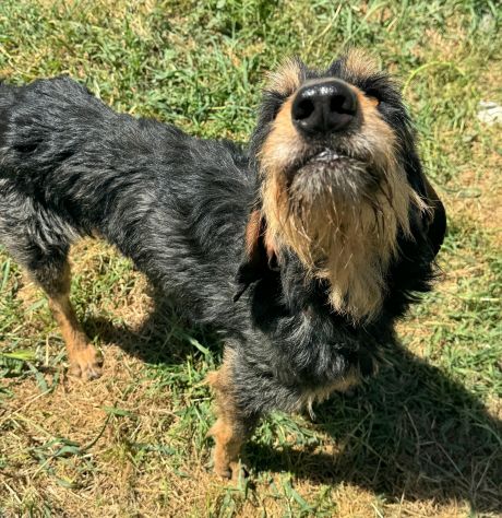 Aramis 5 anni segugio pelo ruvido - Foto 5