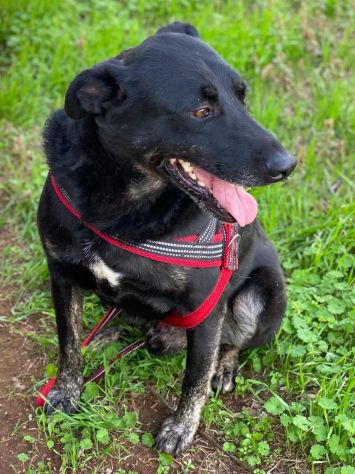 Amos da cucciolo vive in canile - Foto 7