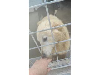 CECCO E DUCCIO colore e calore per le loro vite, giovani cagnolini in adozione