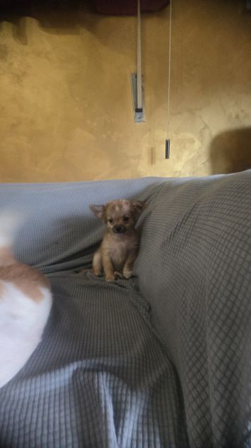 Chihuahua - Foto 3