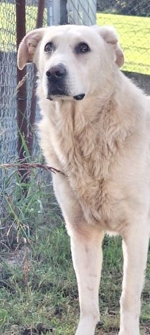 MARIA MERAVIGLIOSA e SOCIEVOLE, CANE IN ADOZIONE