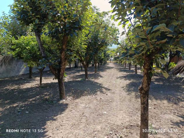 Frutteto in vendita a Nocera Inferiore - Foto 7