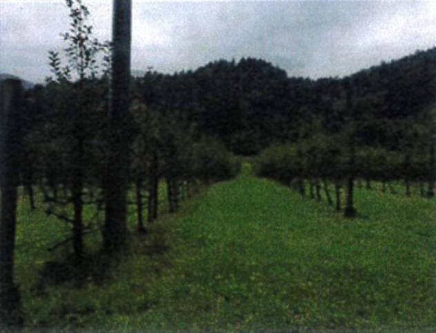 Immobile in asta di 13095 m² in vendita a Verzegnis - Foto 6