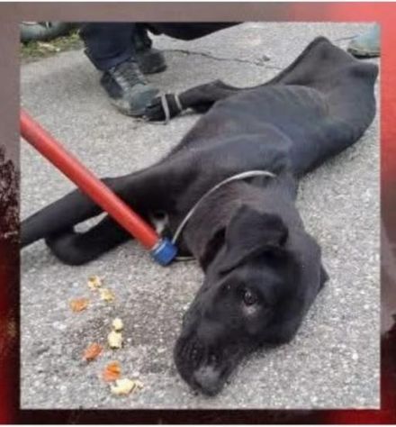 CAGNOLINA INCAPRETTATA E LEGATA VICINO AI BINARI DELLA FERROVIA