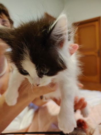 Vendesi gatti Siberiani cuccioli - Foto 4