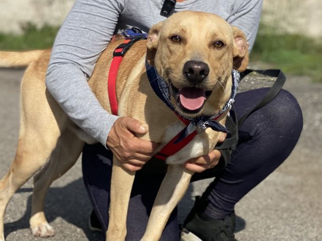 Tuono, cucciolo di 2 anni in adozione - Foto 3
