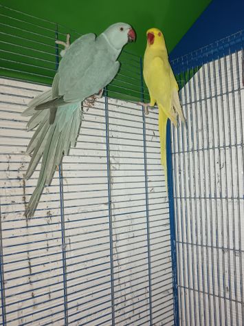 coppia parrochetti collare più voliera grande - Foto 3