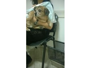 CHICCO, micro cane tranquillo e coccolone