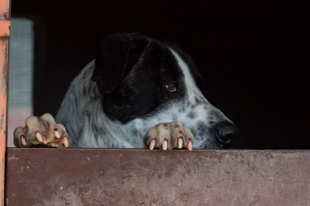 RINGO, stupendo cucciolone - Foto 6