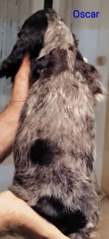 Cucciolo cocker spaniel inglese Blu roano - Foto 3