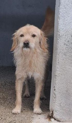 ZUCCHERO 6 ANNI 15 KG