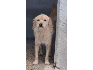 ZUCCHERO 6 ANNI 15 KG