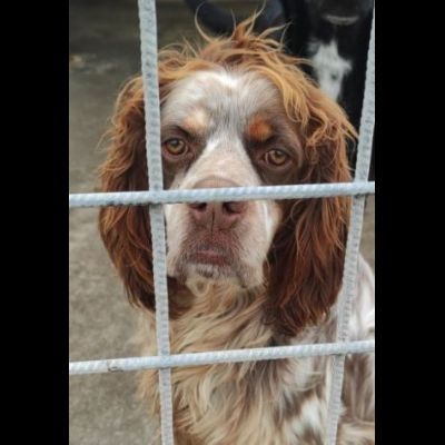 FRODO dolce e rassegnato, cagnolino in adozione, taglia medio piccola. - Foto 4