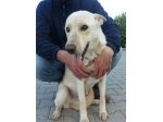 DOLCE ARISTIDE IN REGALO