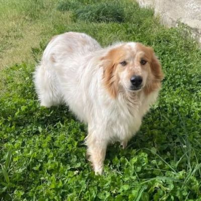 MATTIA ADORABILE CANE IN ADOZIONE - Foto 4