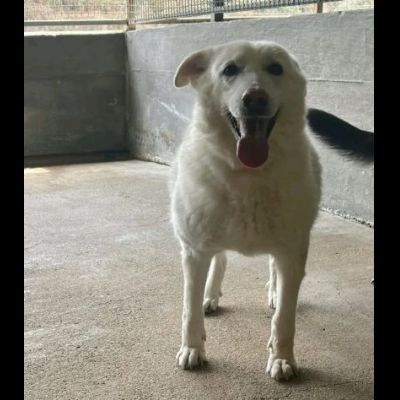 AGRIPPINA E AKIRA DA SEMPRE INSIEME, ADOZIONE DI COPPIA - Foto 3