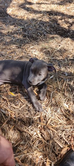 Allevamento e Cuccioli Amstaff Blu in Puglia e in Italia - Foto 3