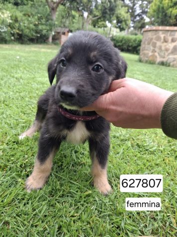 CUCCIOLI 2 MESI taglia media IN CANILE - Foto 10