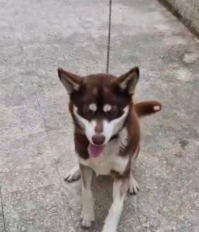 Siberian Husky 15mesi marrone splendido, viveva a catena CALABRIA URGENTE - Foto 2