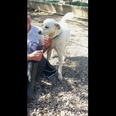 CALI' CAGNOLINO IN ADOZIONE - Foto 3