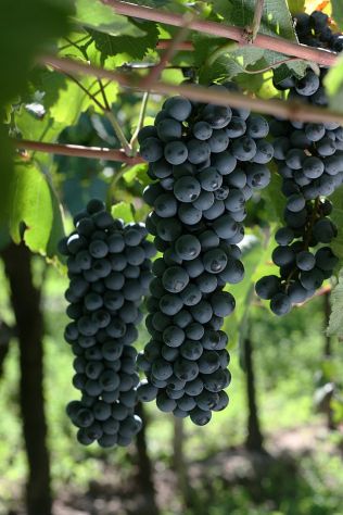 Fare VINO in OLTREPO - Foto 2