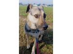 Tango, cane dolcissimo (colore focato, meticcio)