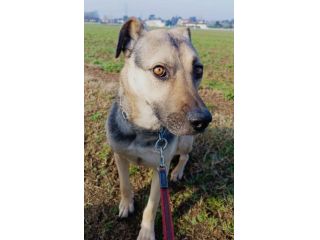 Tango, cane dolcissimo (colore focato, meticcio)