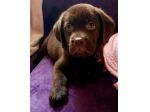 Cuccioli Maschietti di Labrador Retriever colore cioccolato