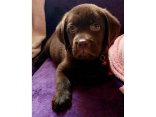 Cuccioli Maschietti di Labrador Retriever colore cioccolato